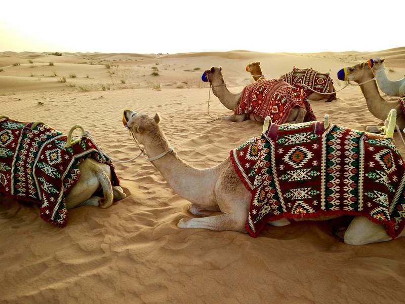 Camels resting on the sand dunes of the Dubai desert