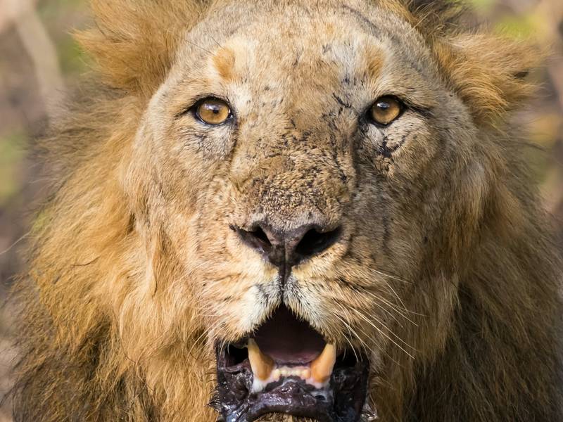 Asiatic lion in Gir National Park, Gujarat