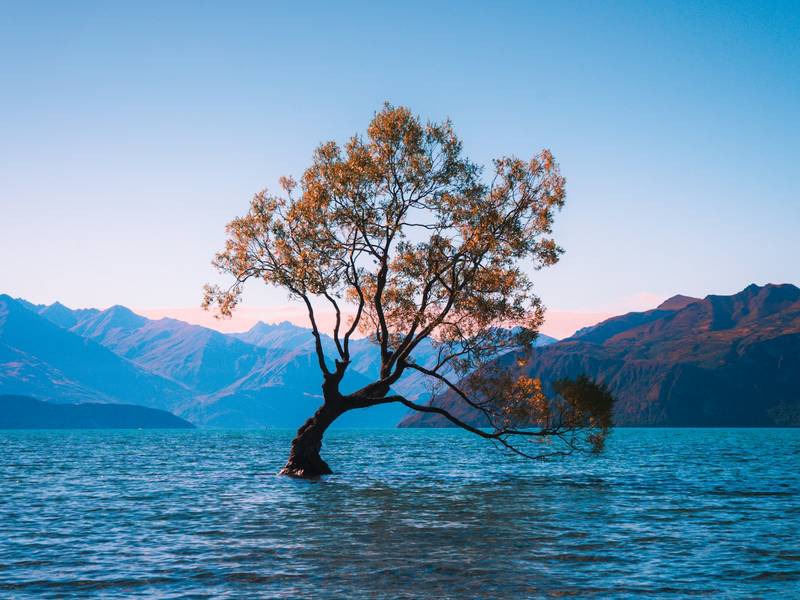 Lone tree in Lake Wanaka, New Zealand